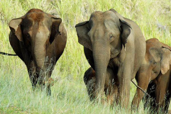 Wild-elephants