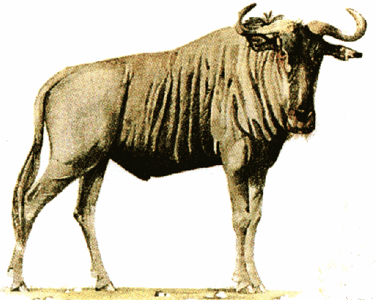 Wildebeest
