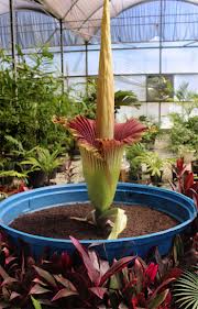  World’s largest and smelliest flower blooms in Brazil 