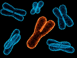 Scientists find link between Y chromosome and coronary risk