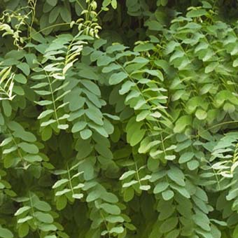 akasia plant