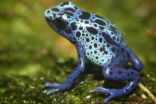 amphibians