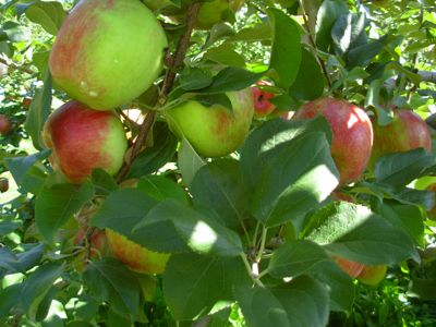 crisp apples