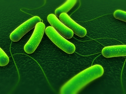 Now, bacteria to detect landmines