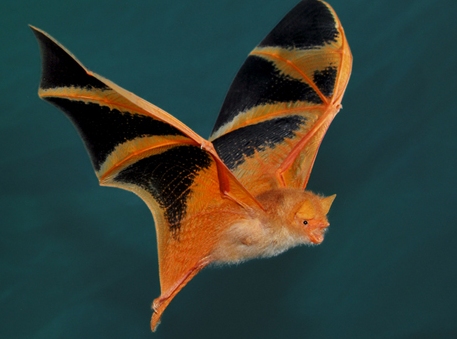 How bats started ruling nights