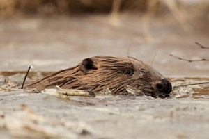 Earliest fossil of living beavers found on federal land 