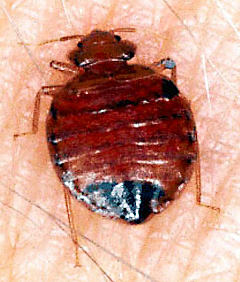 New discovery may help deal with bedbug infestation
