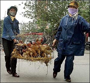 China reports bird flu outbreak in eastern province 