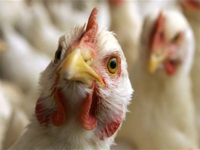 Newly developed method can help `eradicate` H5N1 bird flu