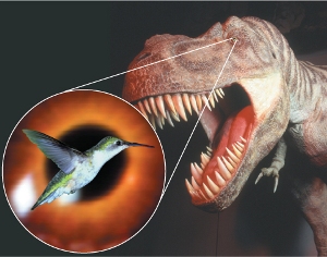 How 'birds' evolved from dinosaurs