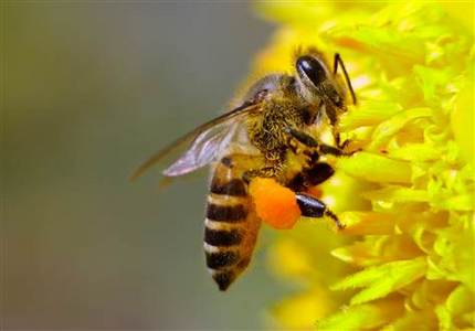 European Union to ban use of neonicotinoids for two years