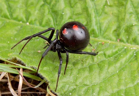 Black Widow Spider