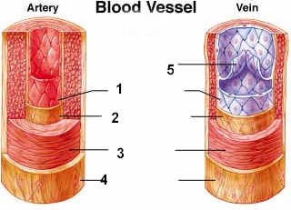 Vital discovery may save many from traumatic deaths