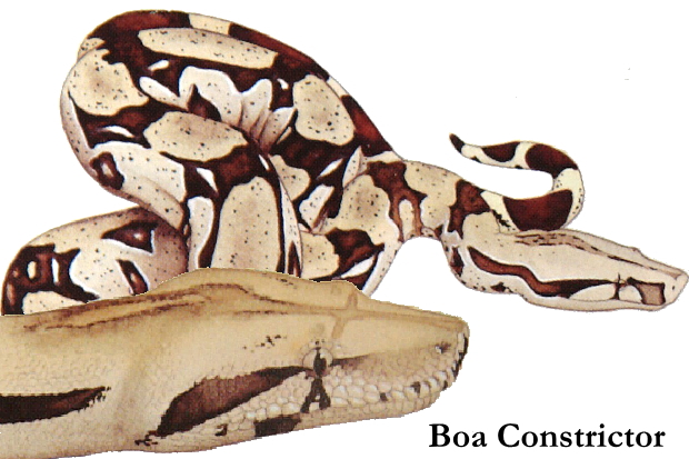 British police urge public to be on alert for boa on the loose