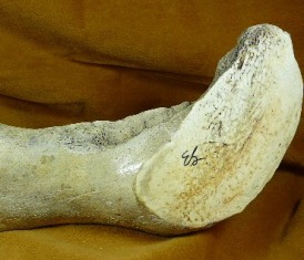 Discovery of 10-million-year-old fossil whale bones in Maryland led to lawsuit over ownership and property rights 