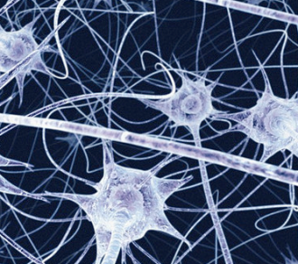 Discovery shows flip flopping brain cells possible