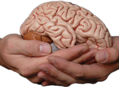 brain
