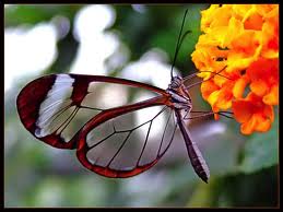 Scientists find tropical butterflies that may soon split into two species