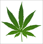 Cannabis Leaf