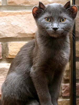 Cat with four ears