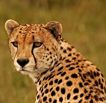 cheetah-africa-namibia