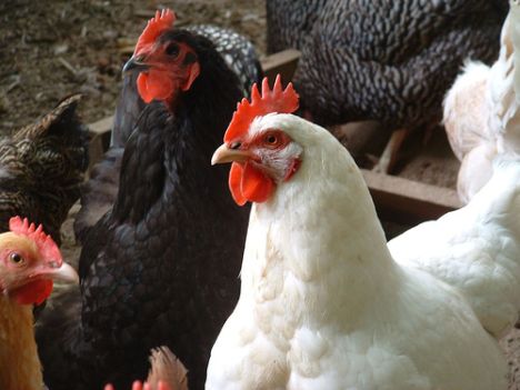  Chicken droppings produce electricity