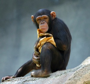 Humans are 'pig-chimp hybrids', claims researcher