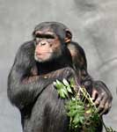 Chimps eat dirt and leaves to fight off malaria