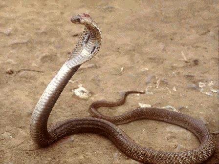 Spitting cobras spray venom in potential attackers’ eyes to hit their mark