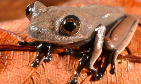 cocoa-frog