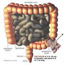 Colon cancer screening rates still too low 