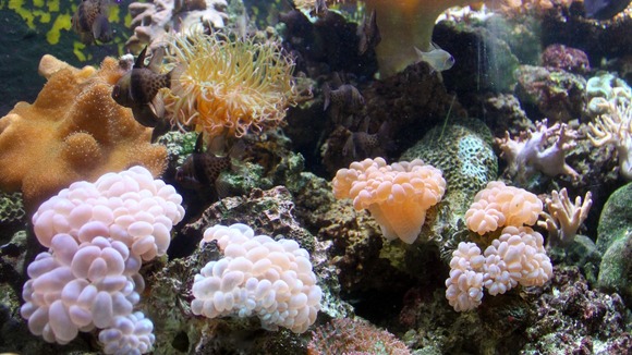s/corals-reef