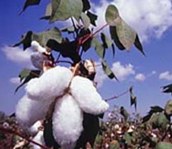 Govt. aims to increase cotton production to 22 million bales by 2017