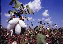 CAB fears decline in cotton production, revises estimates