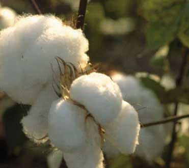 Growing farmer suicides linked to Bt cotton, advisory