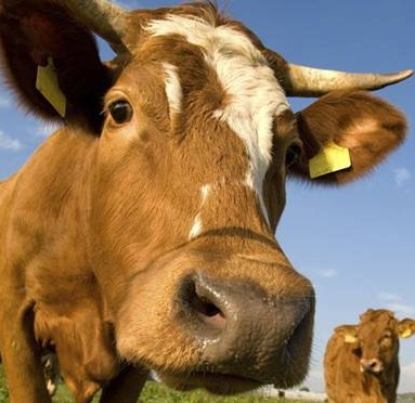 Scientists trace cowshed germs which protect against allergies 