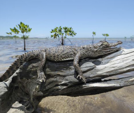crocodiles-on-trees