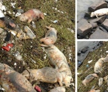 900 dead pigs found in Shanghai river