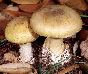 Avoid this deadliest mushroom that is spreading fast!