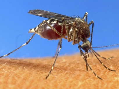 Delhi reports year's first dengue case