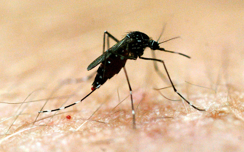 Canada Starts Global Research To Find Dengue Cure