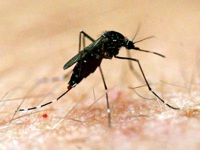 Local climate affects dengue transmission in a region