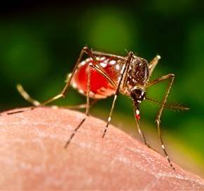 dengue
