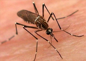 dengue