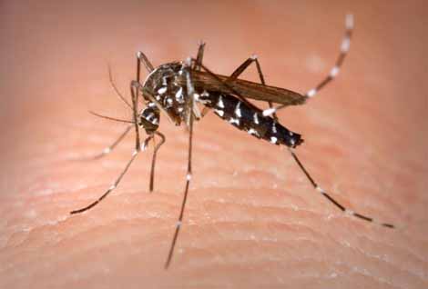 4,402 dengue cases in Delhi