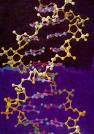 DNA