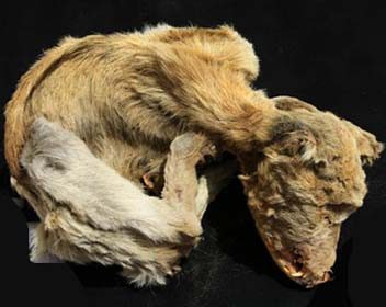 Mummified dog