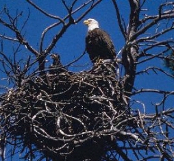 Nest of Eagle collapsed to ground in Florida, leaving young eaglet fighting for life