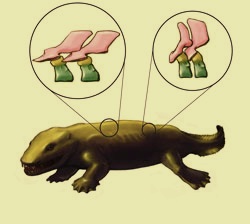 s/early-tetrapods