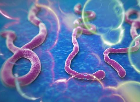 Ebola virus